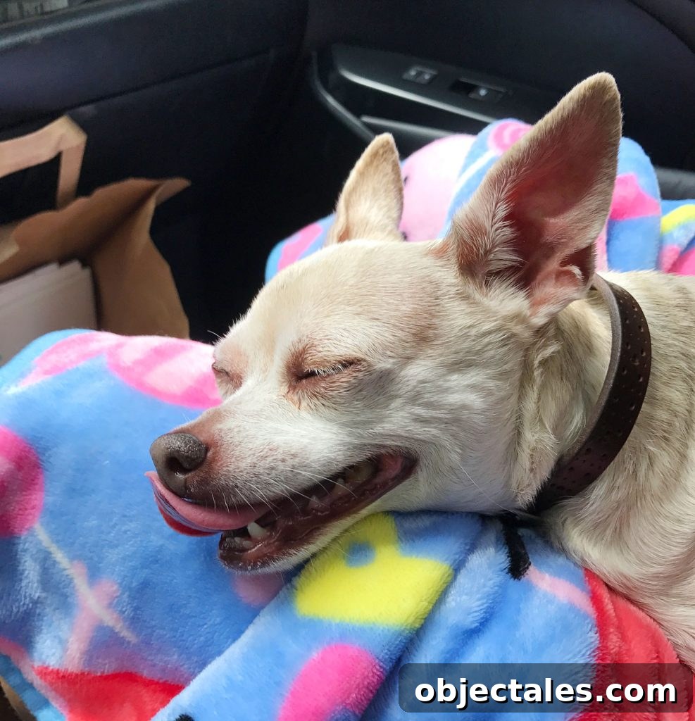 Boy Dog Chihuahua Smile Panting In Sleep