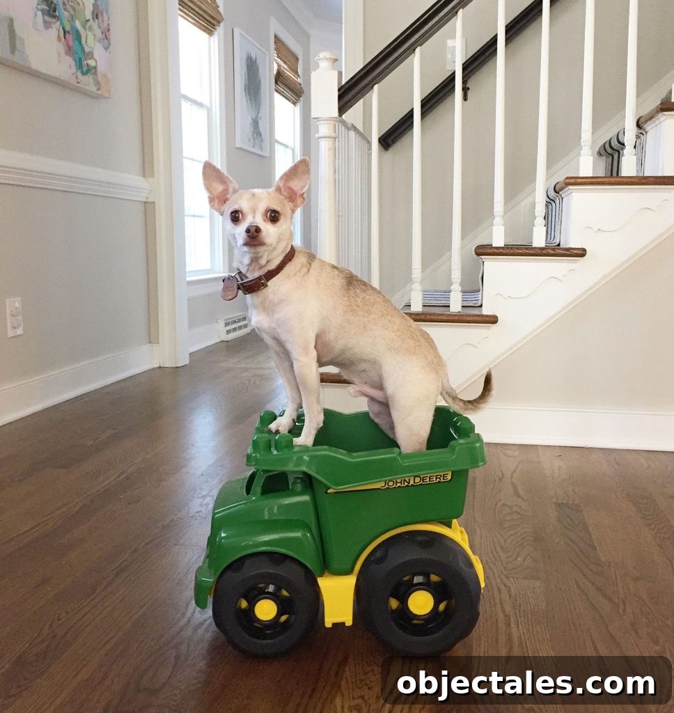 Boy Dog Chihuahua Standing In Toy Truck