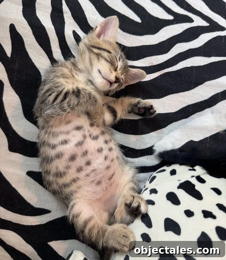 Black and White Kitten Sleeping On Zebra Print