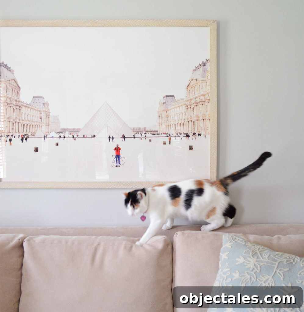 Cat Walking Along The Back of A Sofa