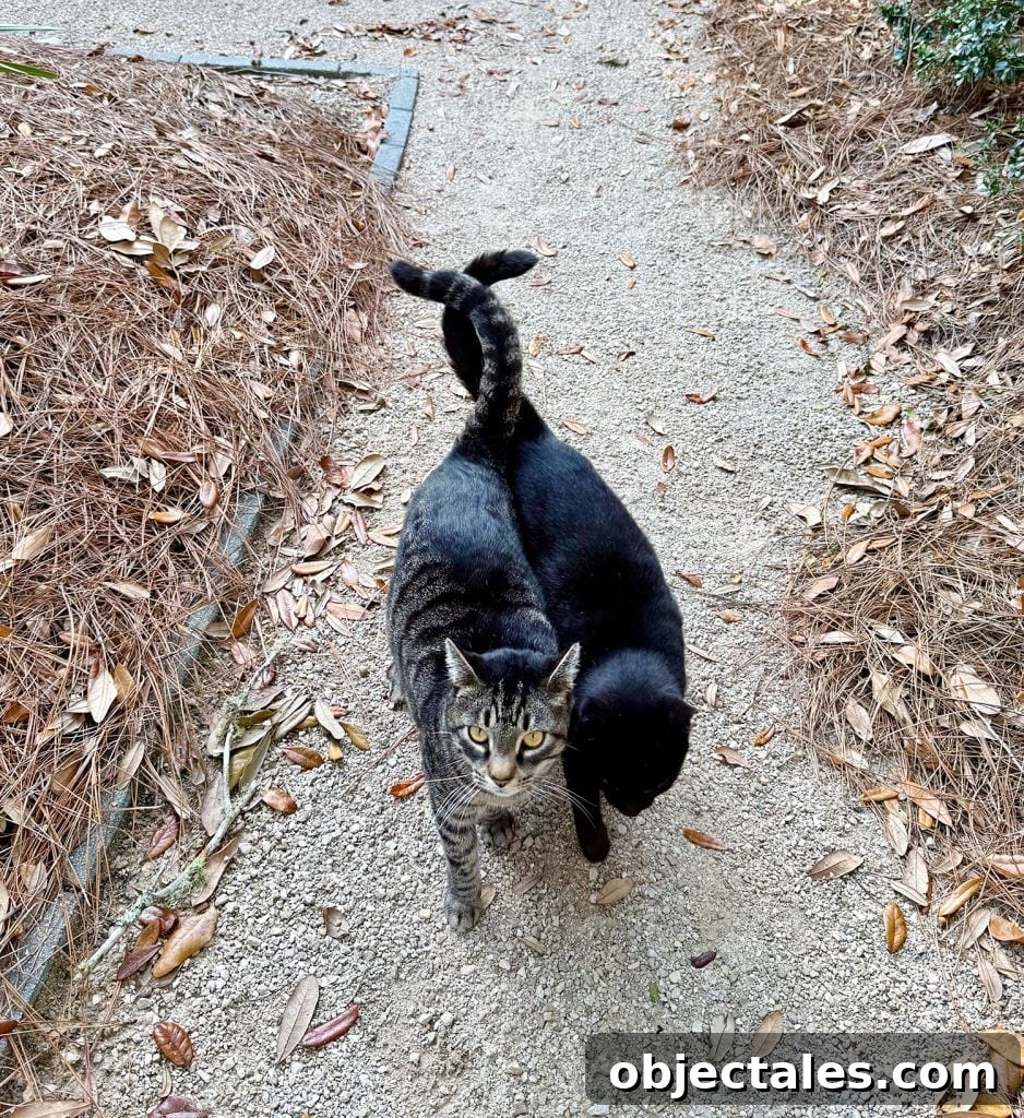 Two Boy Cats Walking With Tails Entwined