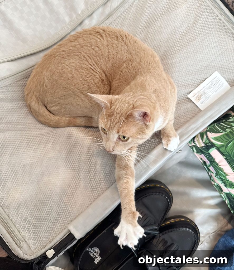 Orange Boy Cat Stretching On Suitcase
