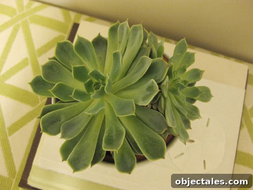 succulent-infoor-plant-with-a-white-pot