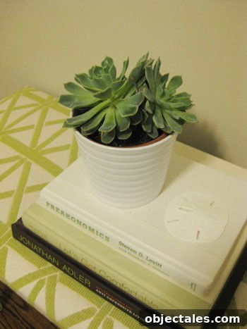 chic-indoor-plants-succulent