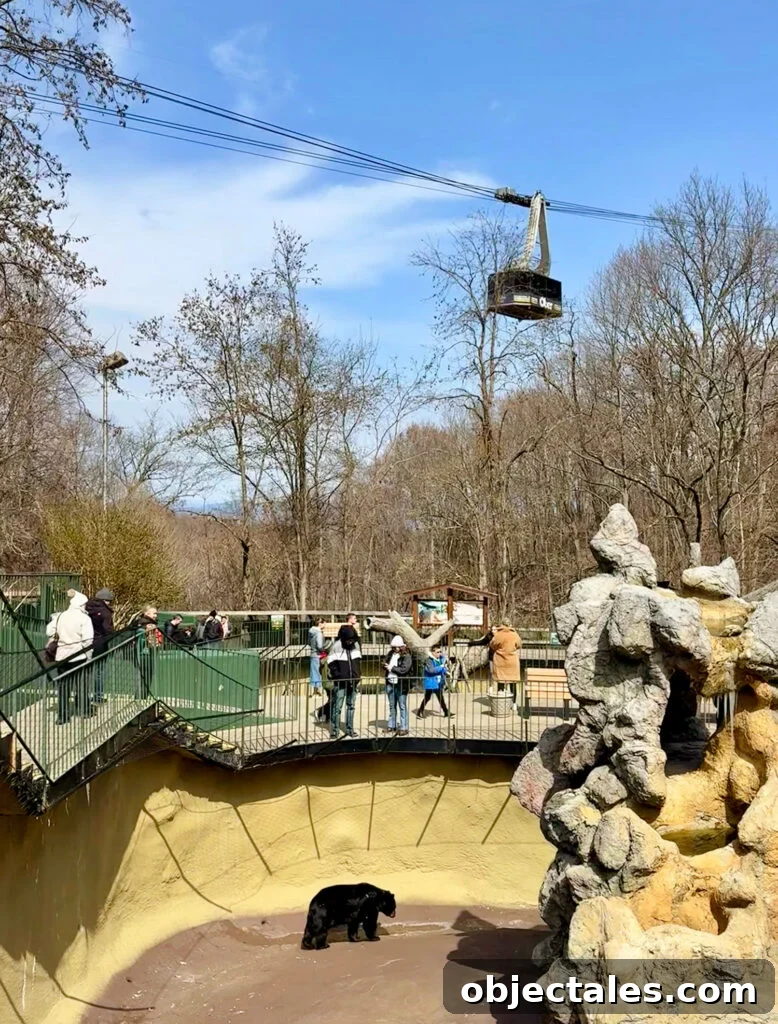 7 Unmissable Things to Do in Pigeon Forge and Gatlinburg 8 Aerial Tram over Ober Mountain Wildlife Habitat in Gatlinburg TN
