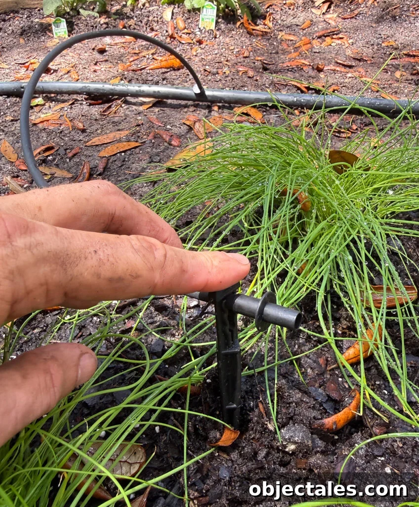Drip Irrigation Installation: Step-by-Step for Your Garden 17 Dripper Stake Added to Drip Irrigation System