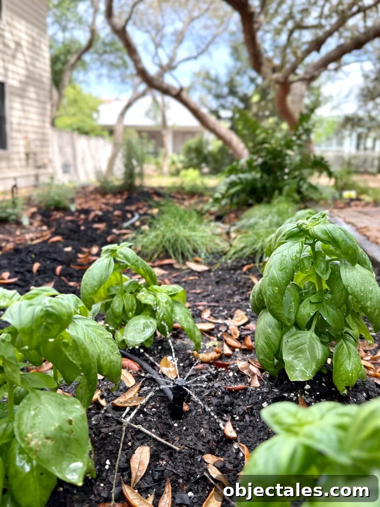 Drip Irrigation Installation: Step-by-Step for Your Garden 3 Drip Irrigation System Bubbler Close Up With Basil Plants