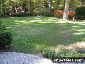 How to Grow Grass in Your Backyard 4 img 174 3