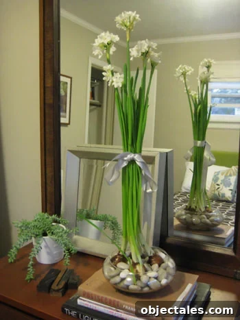 Paperwhites
