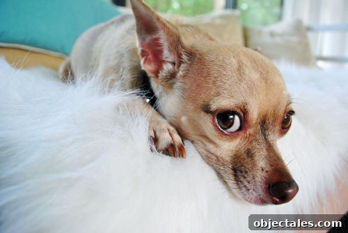 Burger-Bashful-on-Sheepskin