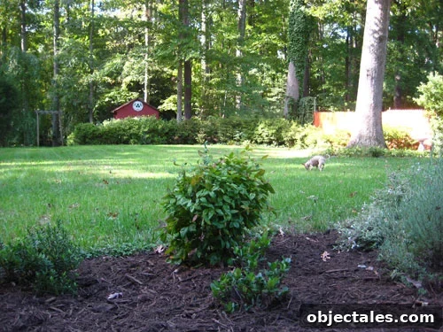 mulch backyard garden
