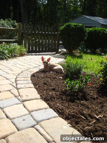 pavers patio cobblestone walkway mulch garden chihuahua dog