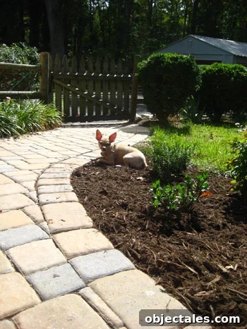 chihuahua in mulch