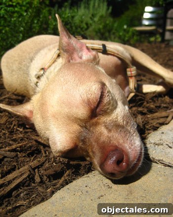 sleeping chihuahua dog garden mulch