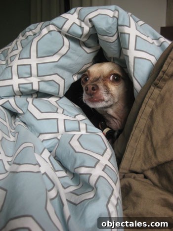 How We Landed a Book Agent, Wrote a Proposal, and Secured a Deal 4 pooch-adoption1
