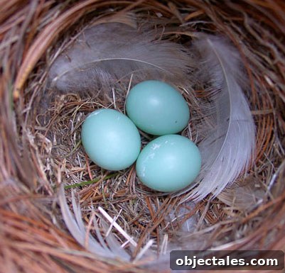 Birds' nest with blue eggs clue