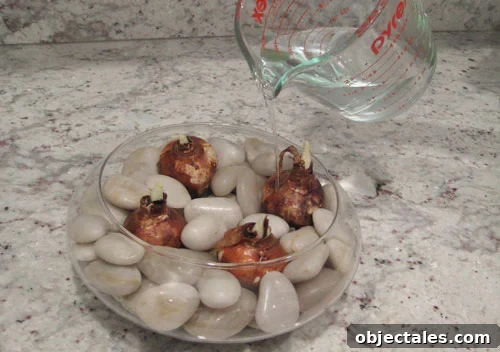 paperwhite_bulb_how-to_tutorial img 5515 4