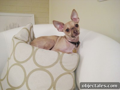 Puppy Love: How to Bond With and Train Your New Puppy 3 img 557 2
