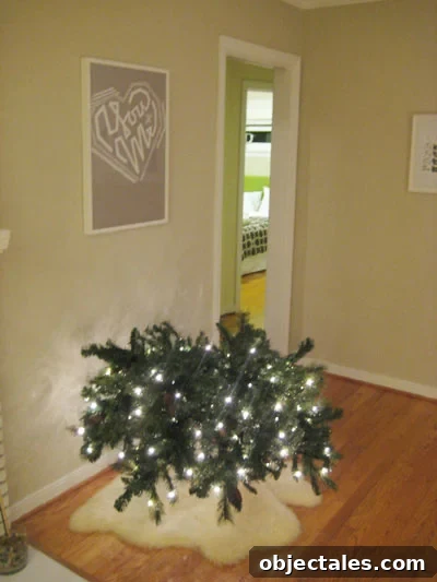 christmasbush christmasbush