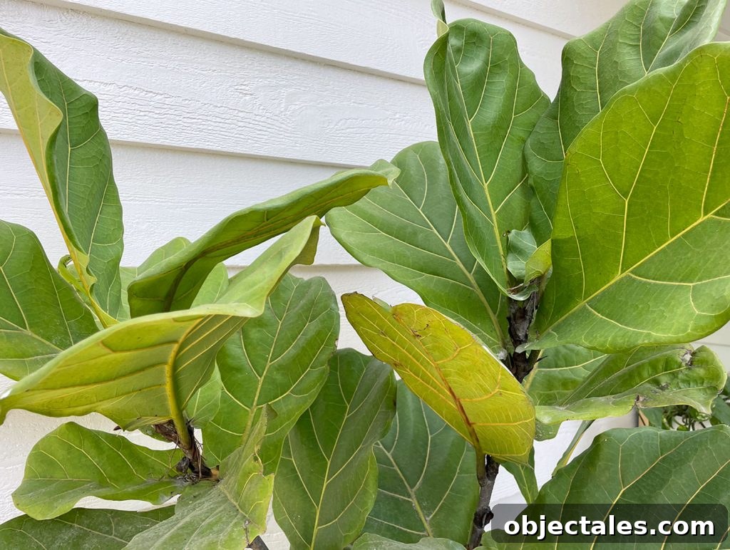 Close-up of fiddle leaf fig leaves