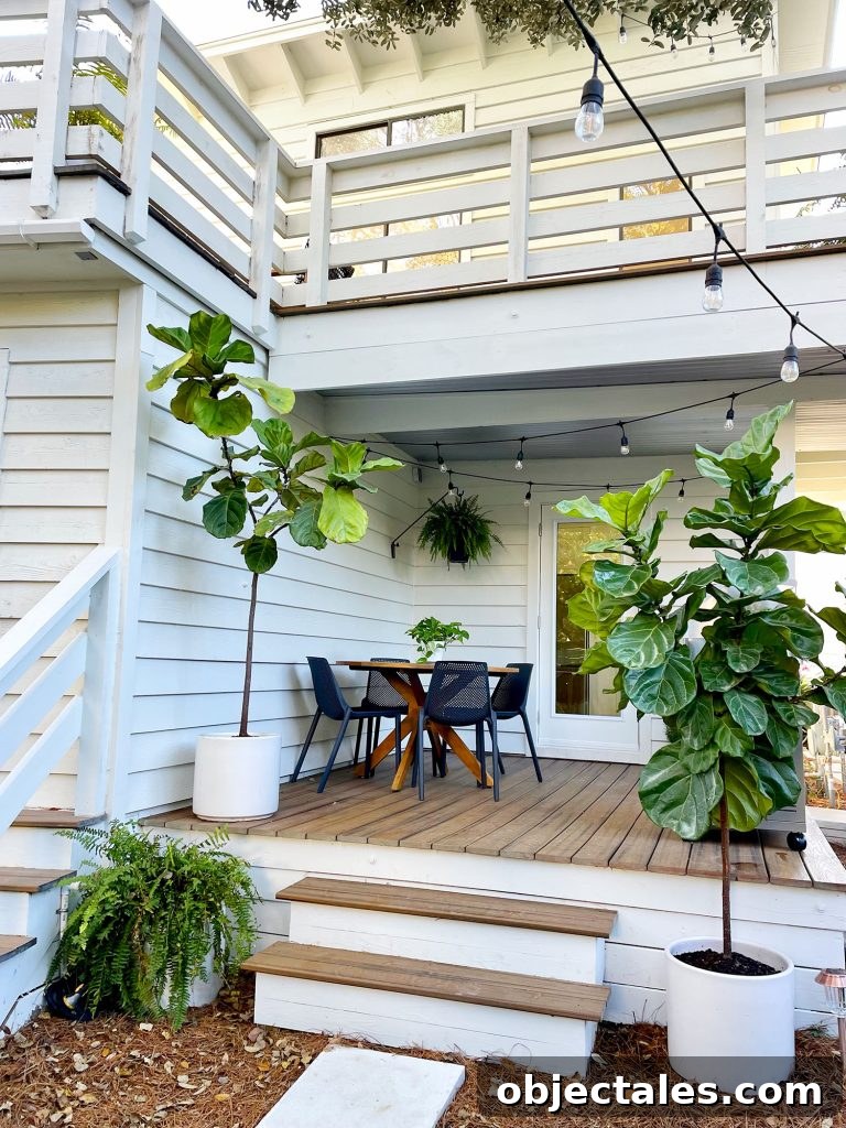 Fiddle leaf fig planted outdoors in a garden