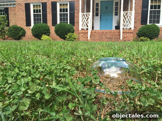 Bee bowl on the lawn
