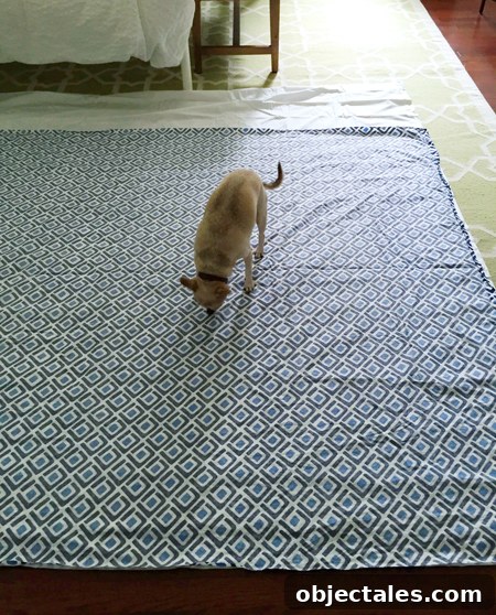 Split-Duvet-Laid-On-Ground-Chihuahua-Inspecting