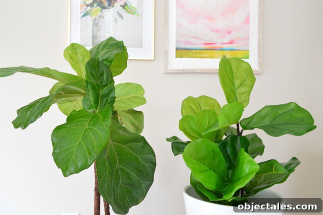 Realistic Faux Fiddle Leaf Fig That Looks Truly Lifelike 5 Real fiddle leaf fig next to faux version