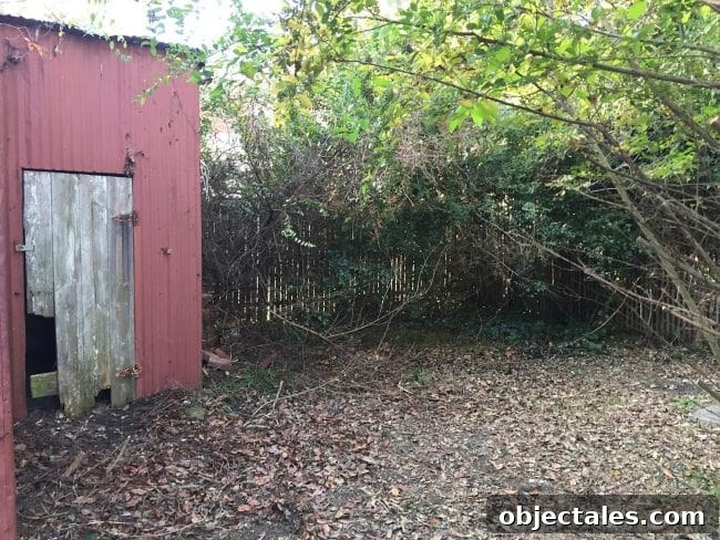 Overgrown backyard after purchase
