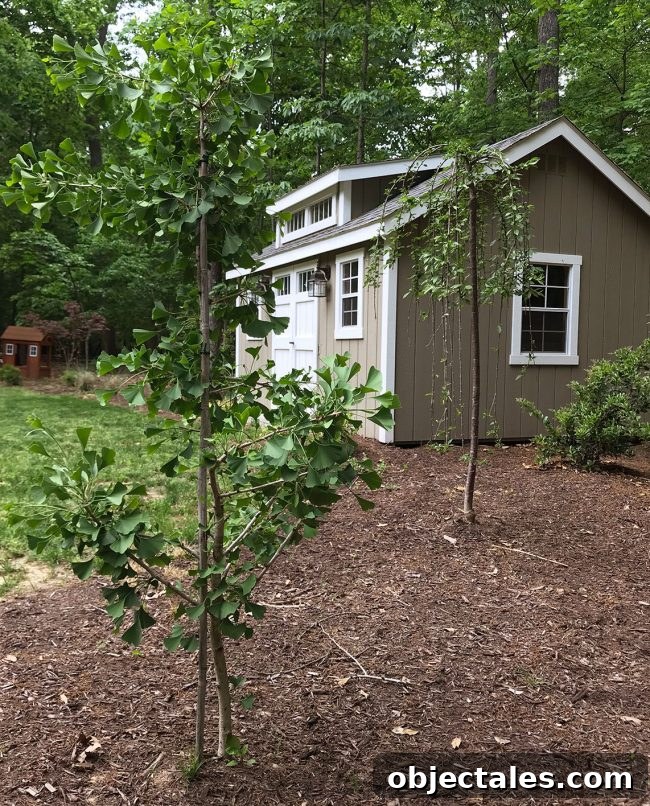 Why We Keep Too Much Stuff: The Psychology of Clutter 3 Ornamental trees in backyard
