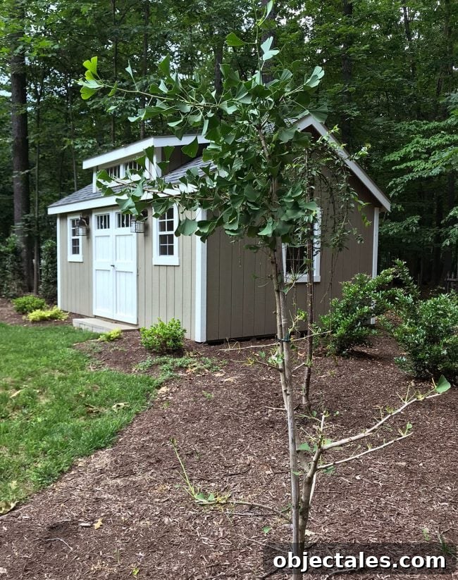 Episode 99: Our Grossest Home Experiment Revealed 2 Gingko tree damaged by deer