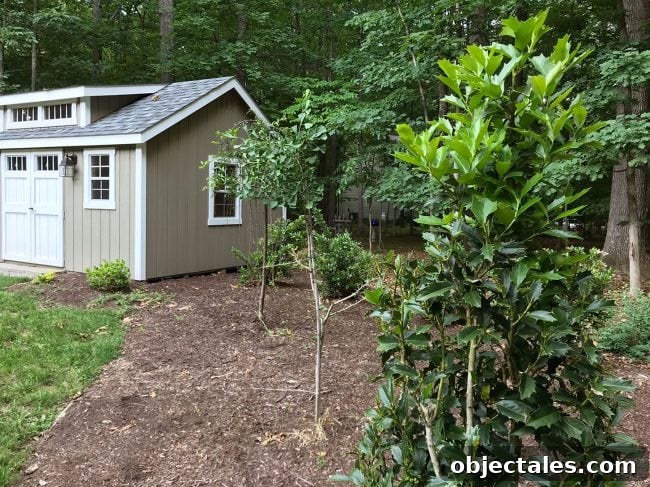 Episode 99: Our Grossest Home Experiment Revealed 3 Holly tree stripped by deer