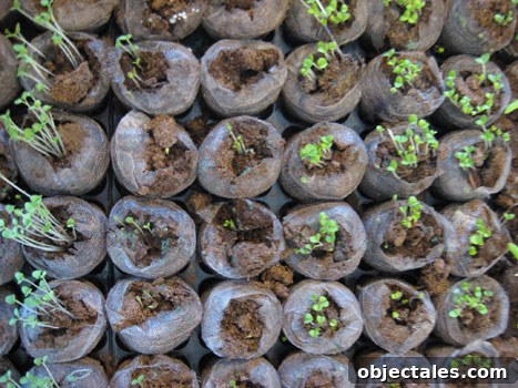 jiffy-greenhouse-plating-seeds-growing-herbs-vegetables jiffy-greenhouse-plating-seeds-growing-herbs-vegetables