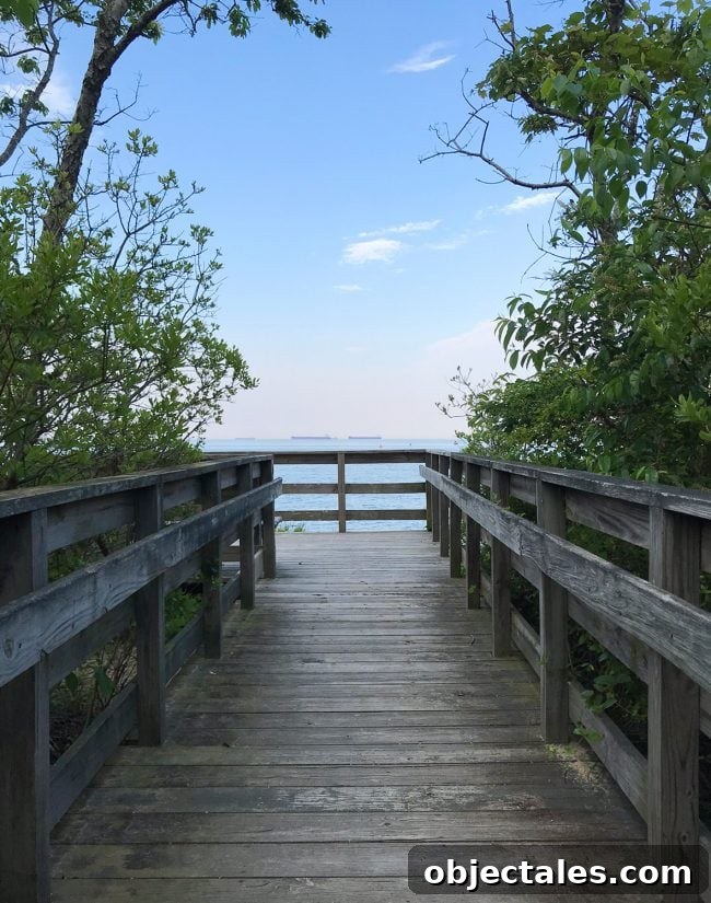 boardwalk hike in cape charles natural preserve area