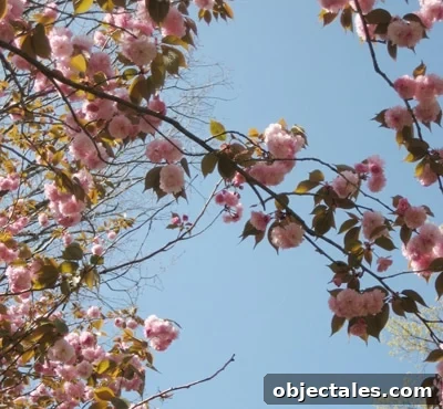 blossoming Blossoming cherry tree