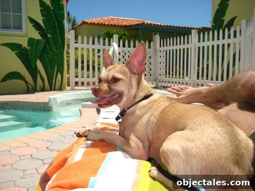 burgerbythepool Dog by the pool