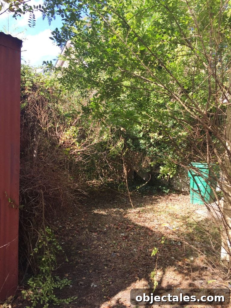 Overgrown backyard when purchased