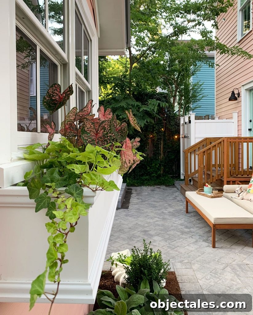 New plantings and window box