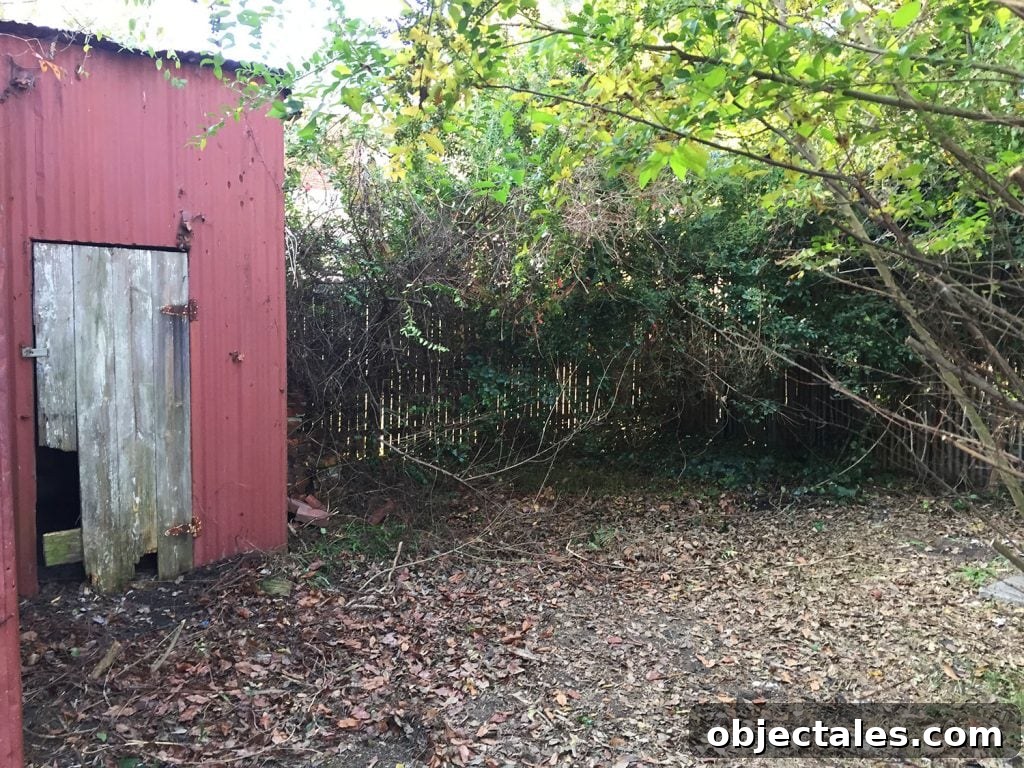 Backyard cleared of brush