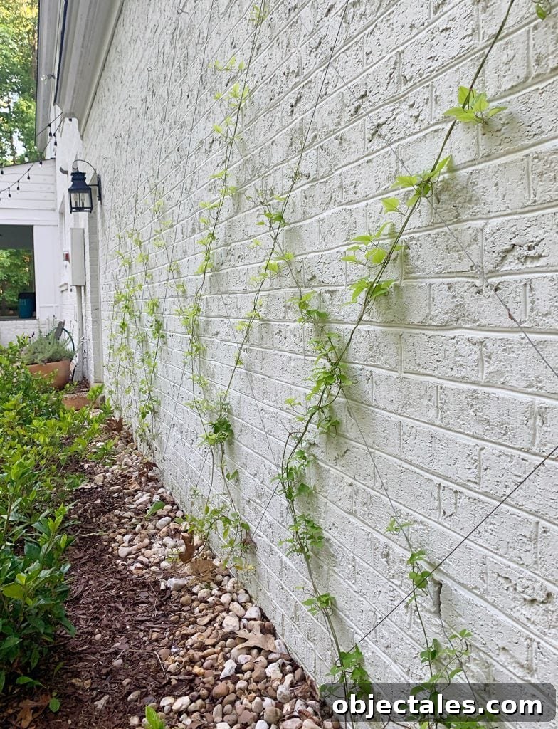 Build a DIY Garden Trellis: Step-by-Step Guide 13 Side view of clematis vine growing up vine trellis on brick garage