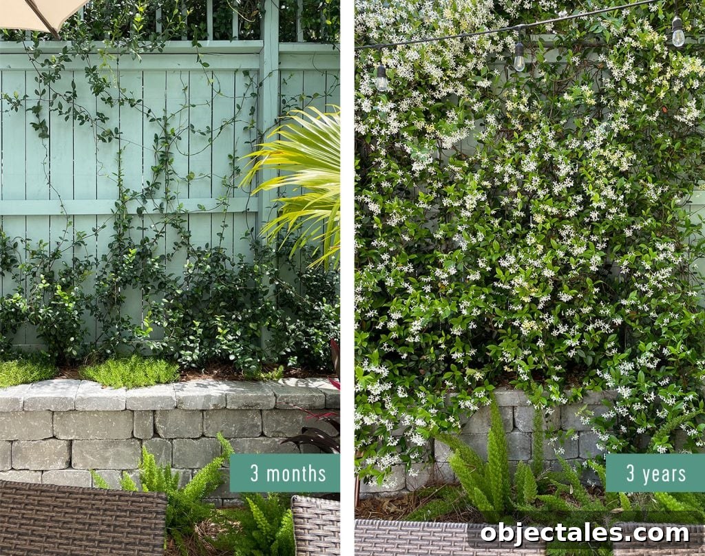 Build a DIY Garden Trellis: Step-by-Step Guide 14 Side By Side Comparison Of Star Jasmine Growth 3 Years After Planting