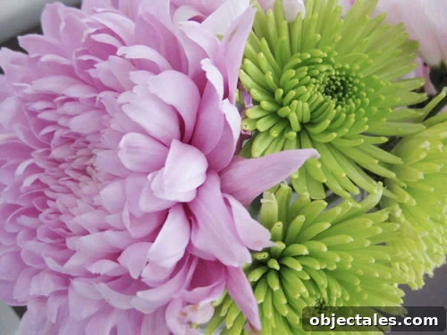 close-up-pink-and-green-mums