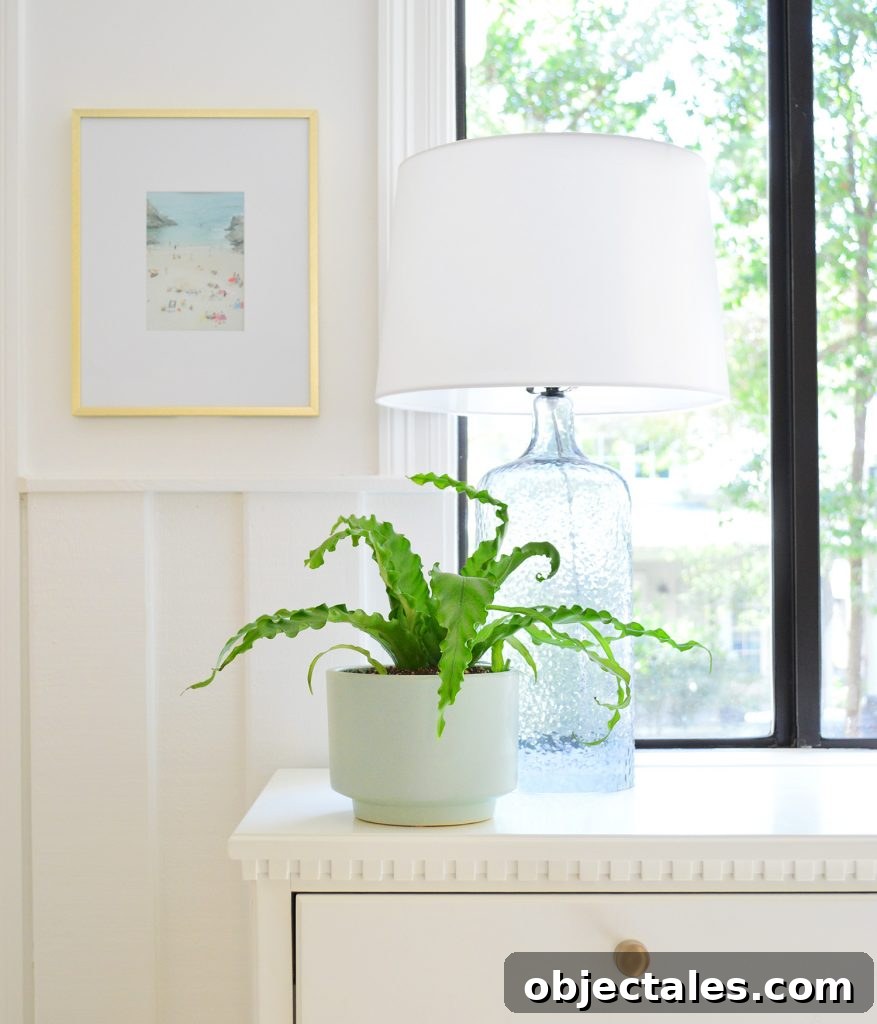 The Unexpected Side of Downsizing: What No One Warned You About 6 Bird's Nest Fern in mint pot