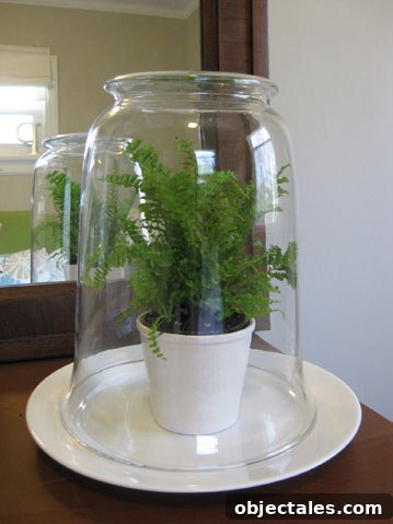 easy-fern-terrarium