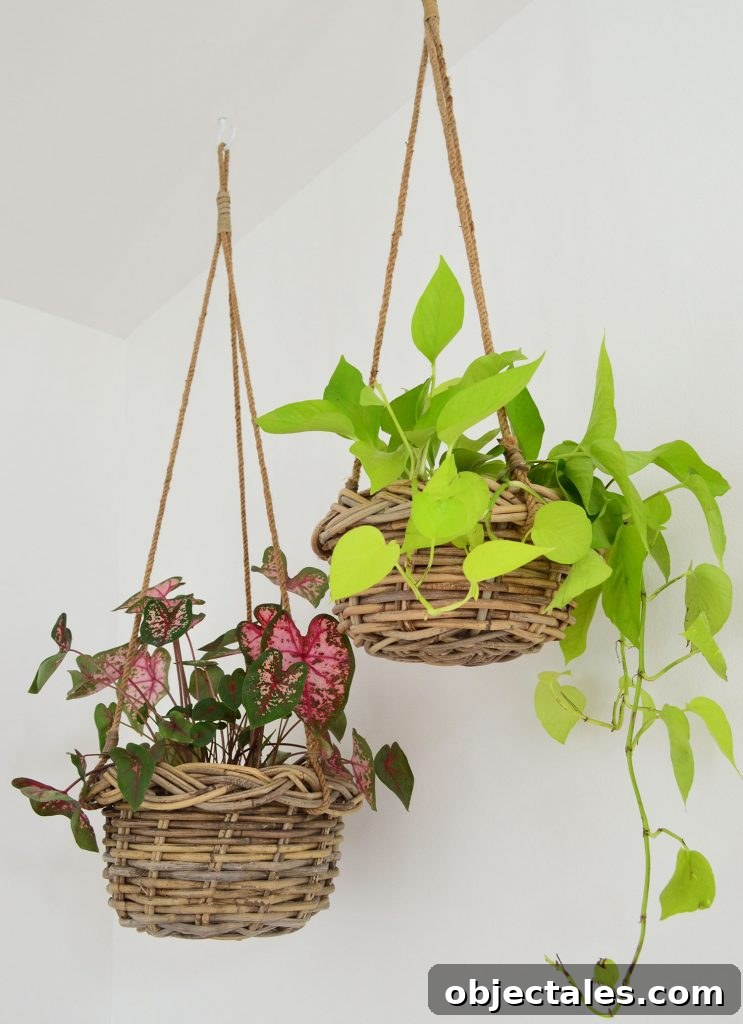 Two Plants In Woven Baskets Hanging From Ceiling