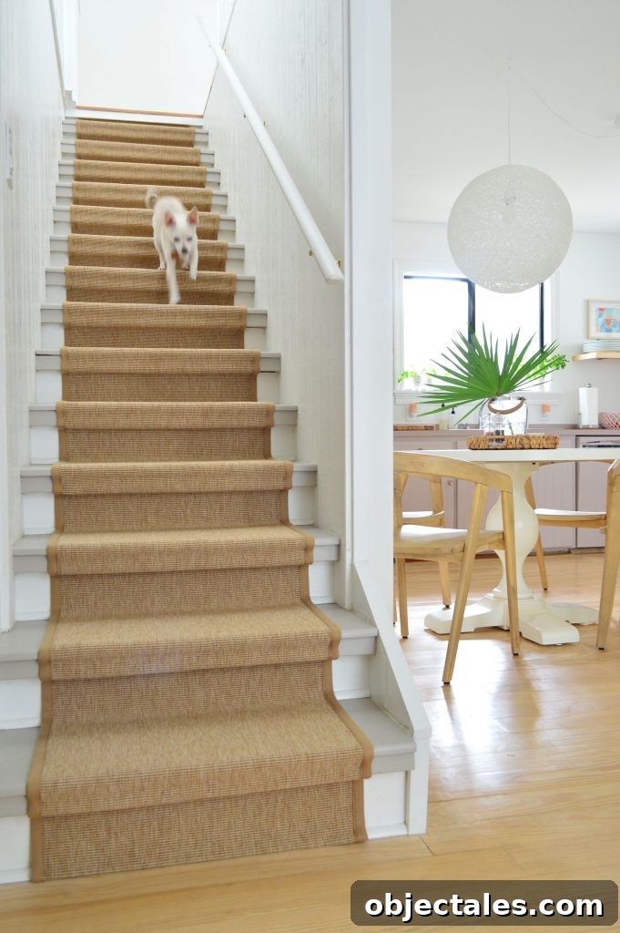 Chihuahua Dog Running Down Staircase With Sisal Runner