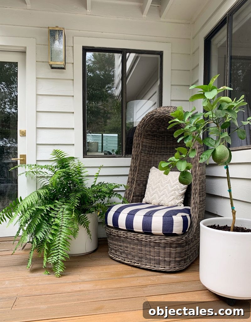 Woven Egg Chair With Large Fern And Potted Lemon Tree
