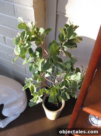 faux-fake-mint-topiary faux-fake-mint-topiary