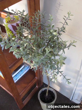 rosemary-topiary rosemary-topiary