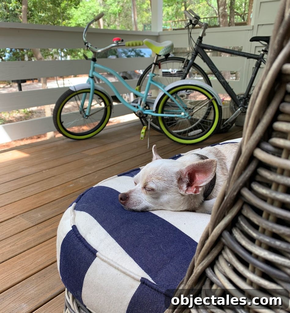 Downsizing: What to Expect and How It Feels 5 Chihuahua sleeping on outdoor cushion on porch